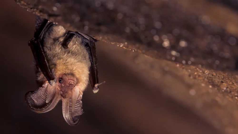 news bat