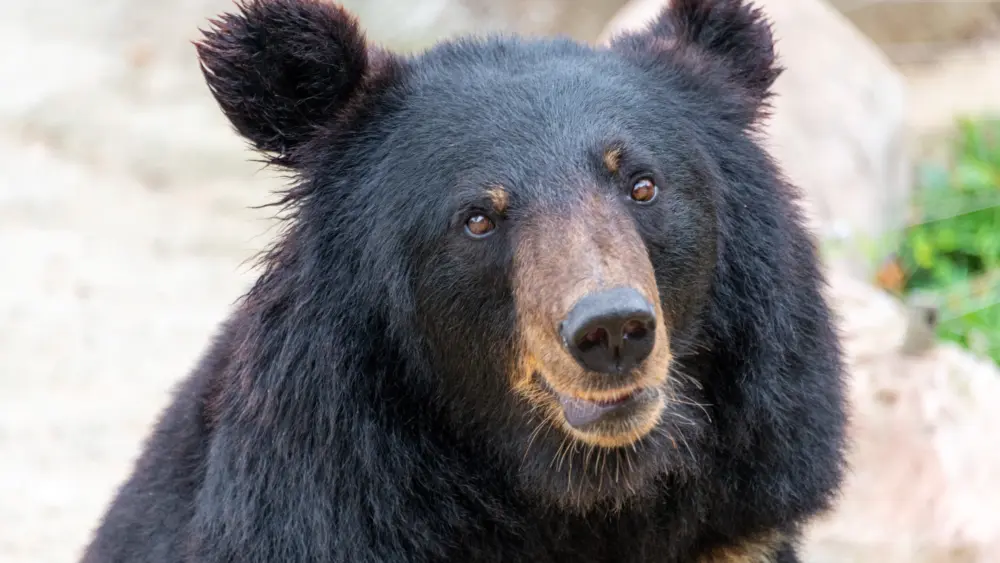 bear