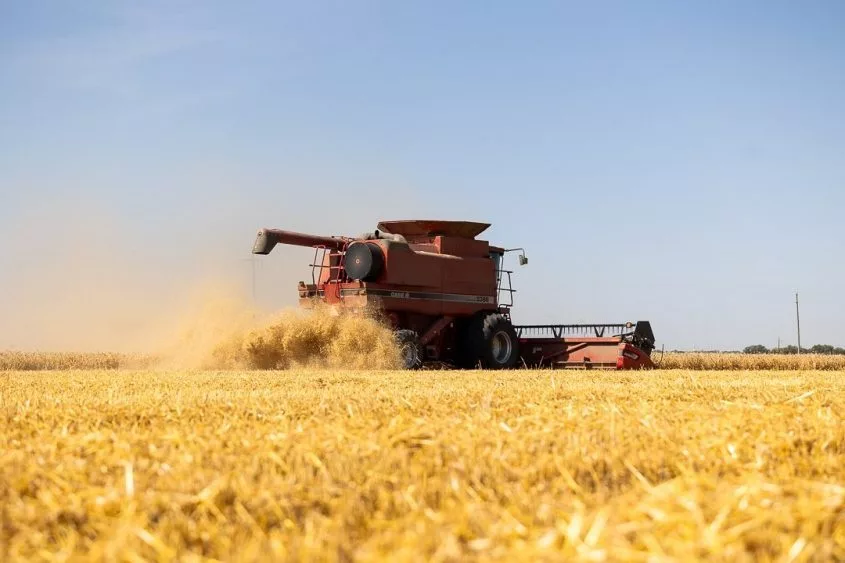 wheat-24-845x563722335-1