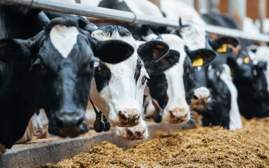 cows