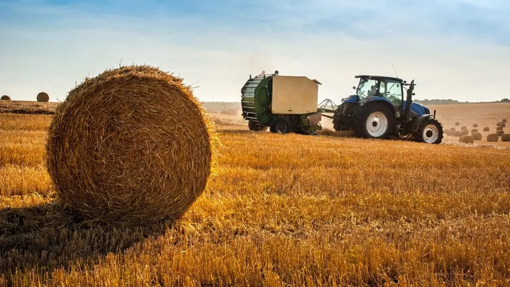hay field