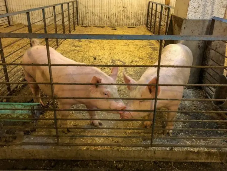pigs-750x563885943-1