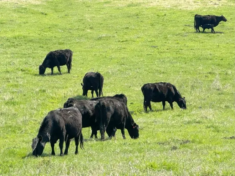 cattle-2-scaled-1-751x563409129-1