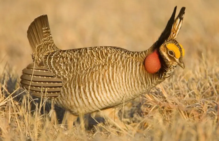A lesser prairie-chicken with barred brown plumage^ yellow eye combs^ and inflated red throat sacs standing in dry grassland.