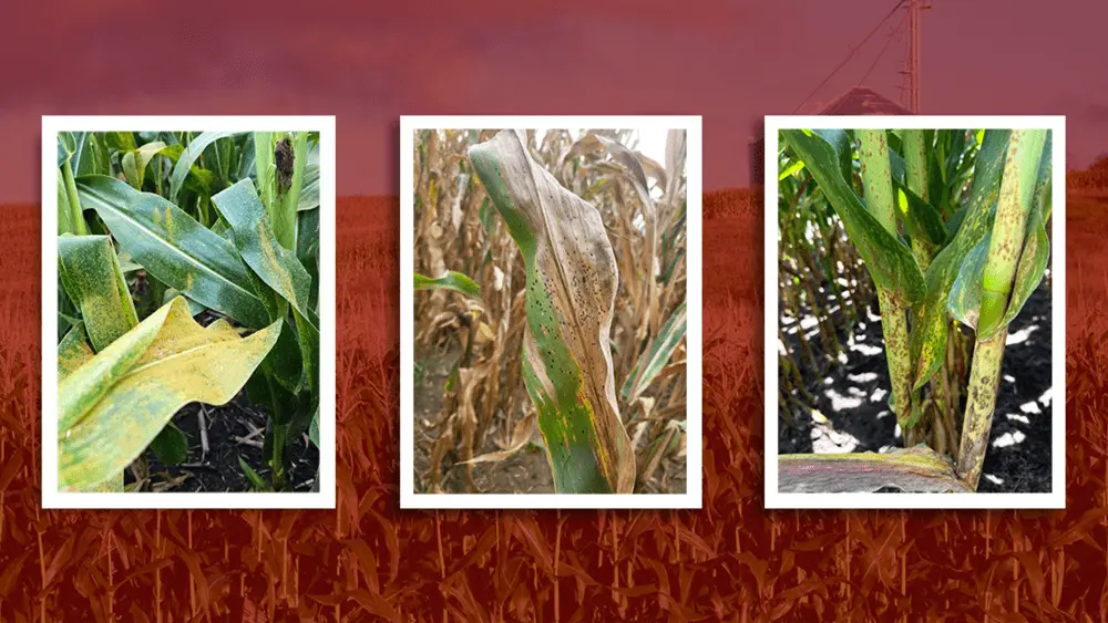 2025-08-22-corn-diseases-hero-1000x563501499-1
