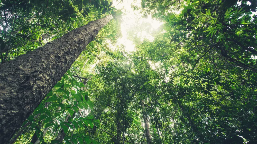 trees