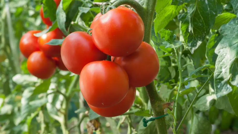 tomato