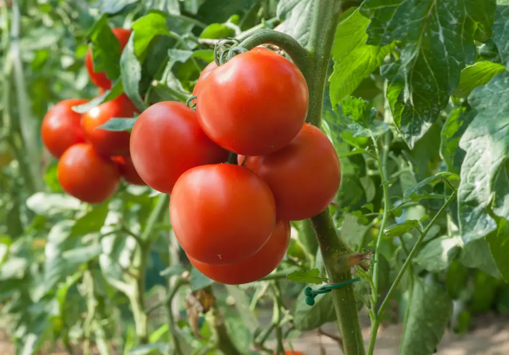 tomato