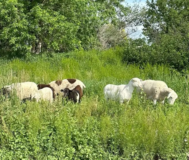 schwartz1-sheep-665x563102615-1