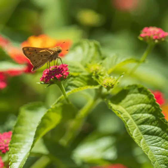 ncga-epa-pesticide-strategies-563x563167472-1