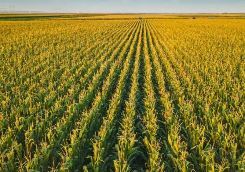 corn-ahead-of-harvest19325