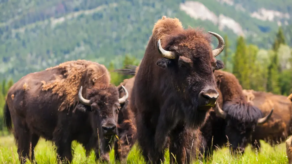 bison