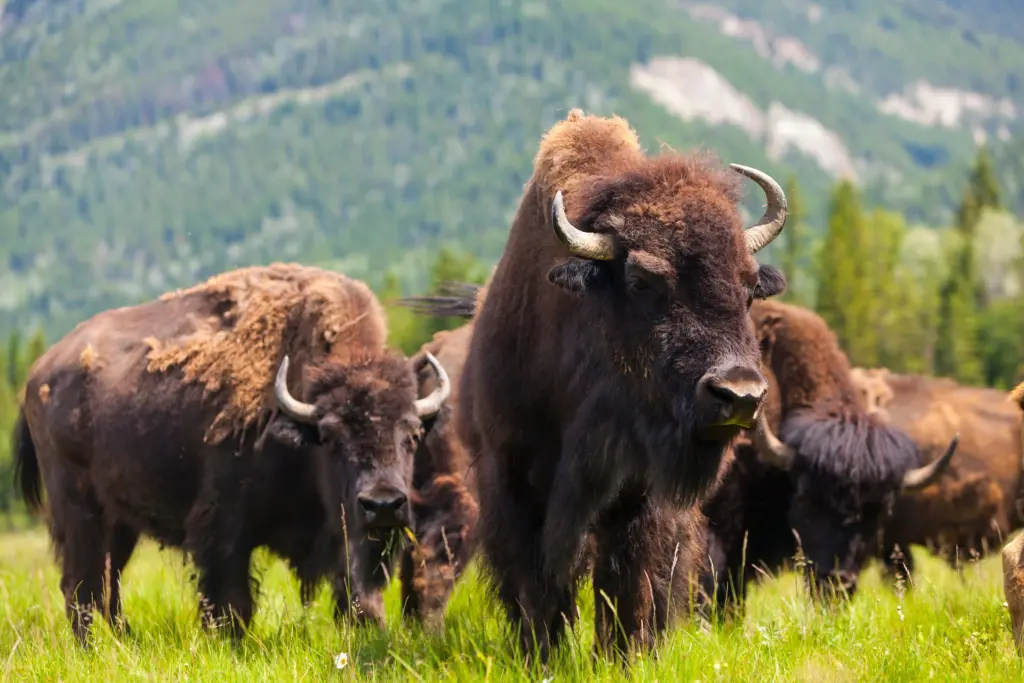 bison