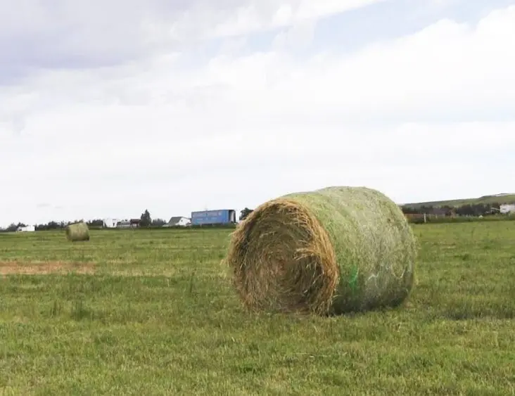 hays1s-732x563569810-1