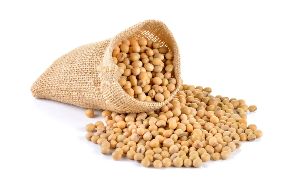soybean