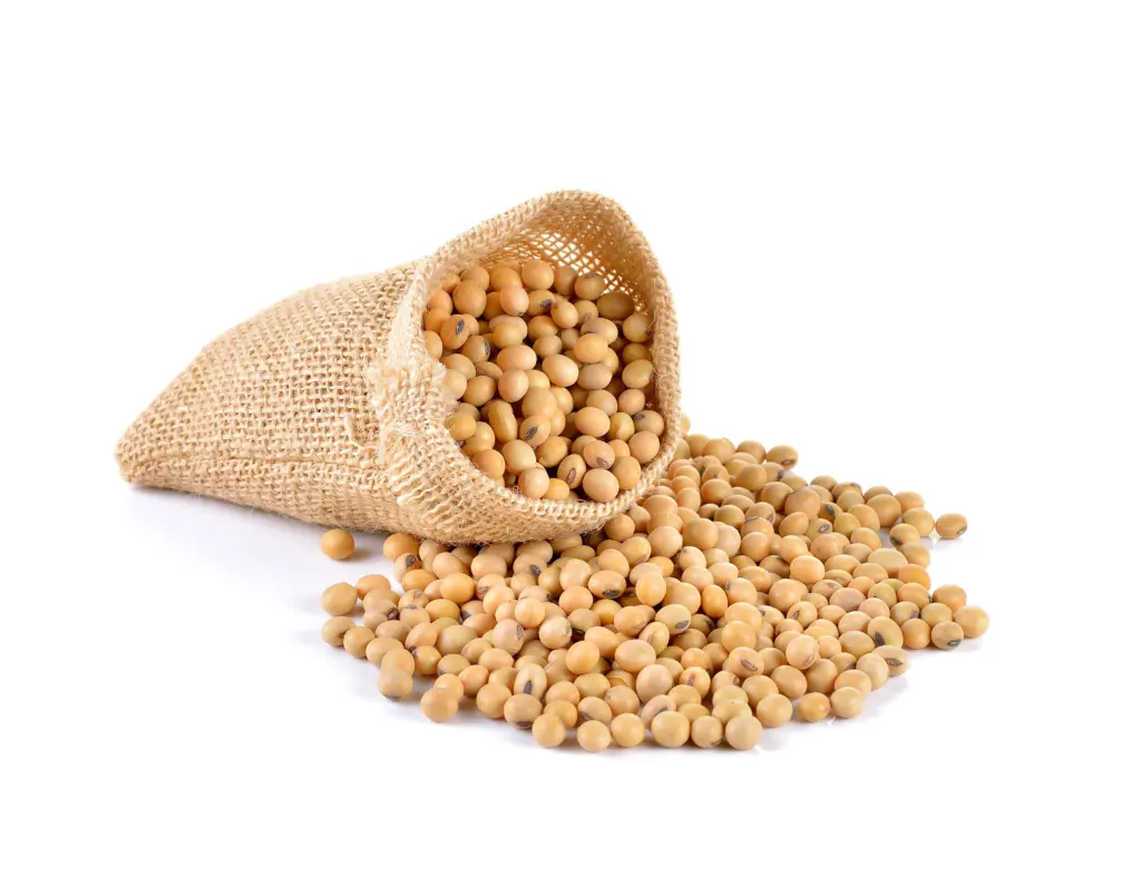 soybean