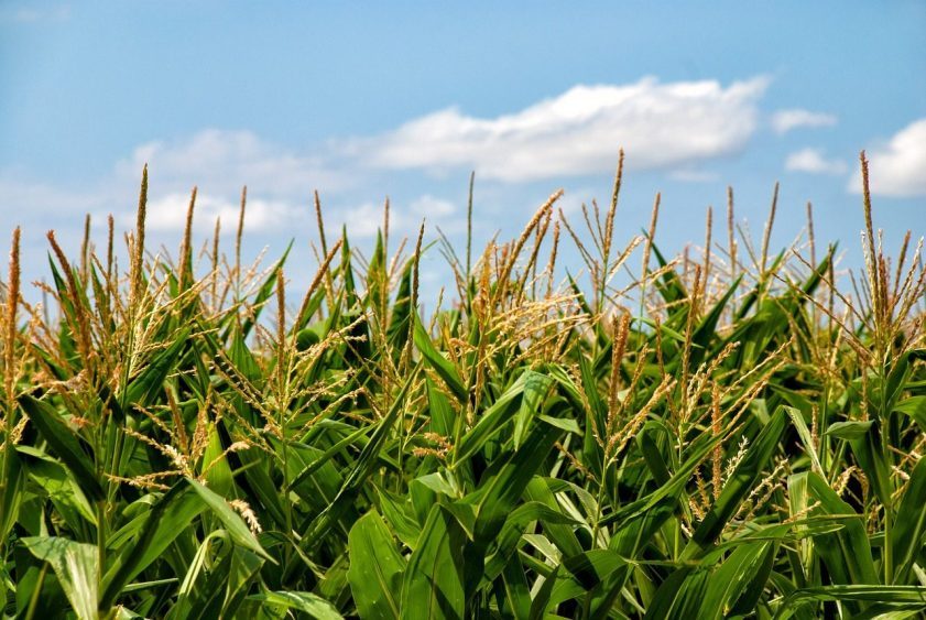 South Dakota Corn Growers Association Hosts 40th Annual Corn Conference