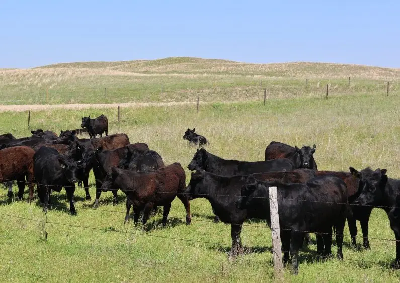 tibbet-fence-cows-795x563703753-1