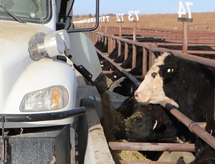 fedlt-11-1-soy-9steers-738x563576160-1