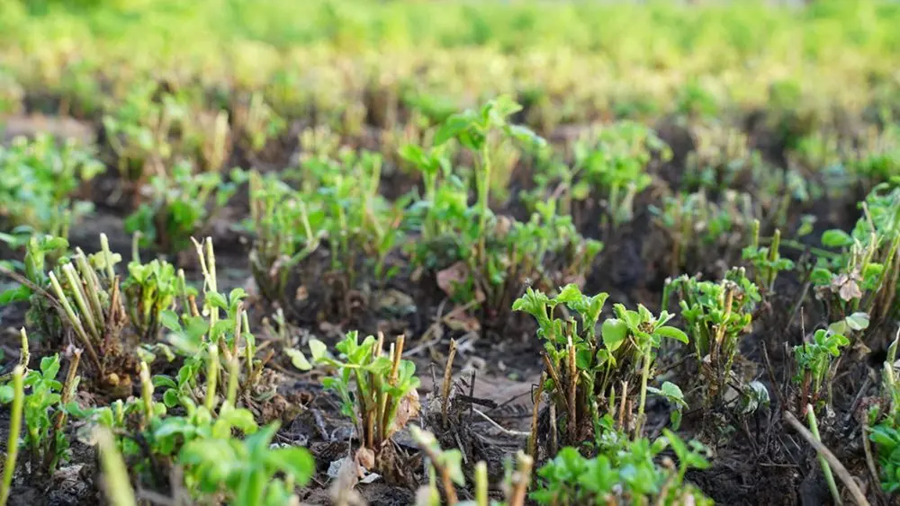 alfalfa-regrowth-shutterstock-1000x563838628-1