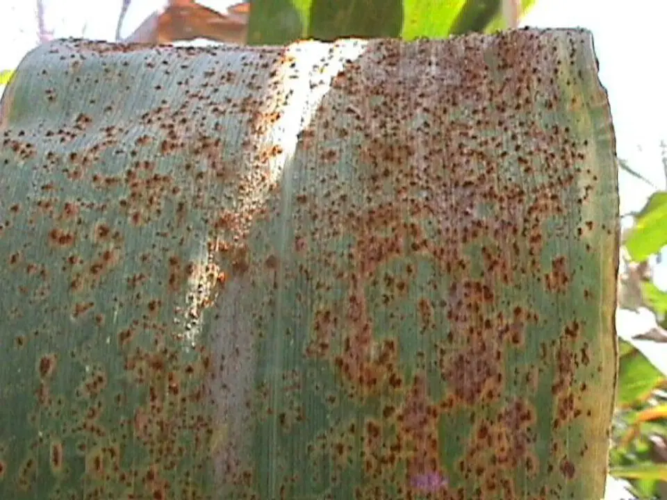 agronomy_photos_corn_3850-lowres98087