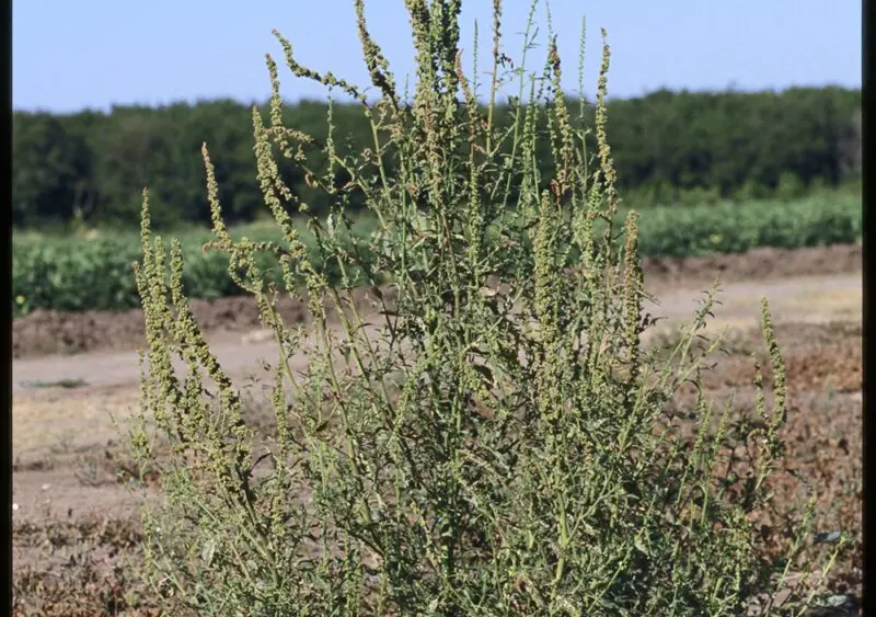 palmer amaranth