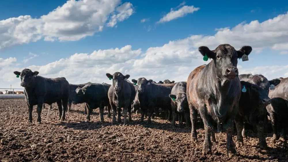 feeder cattle cow feedlot