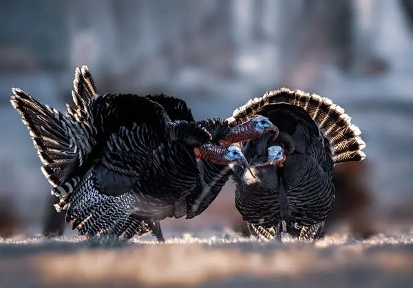 NWTF turkey