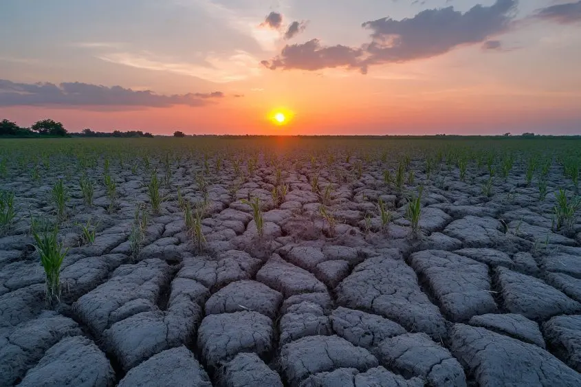 Rows of young corn plants are struggling to grow in dry^ cracked soil at sunset^ illustrating the impact of a severe drought on agriculture