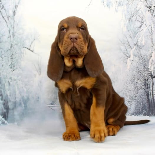 North Dakota Highway Patrol Asks For Help Naming New Puppy