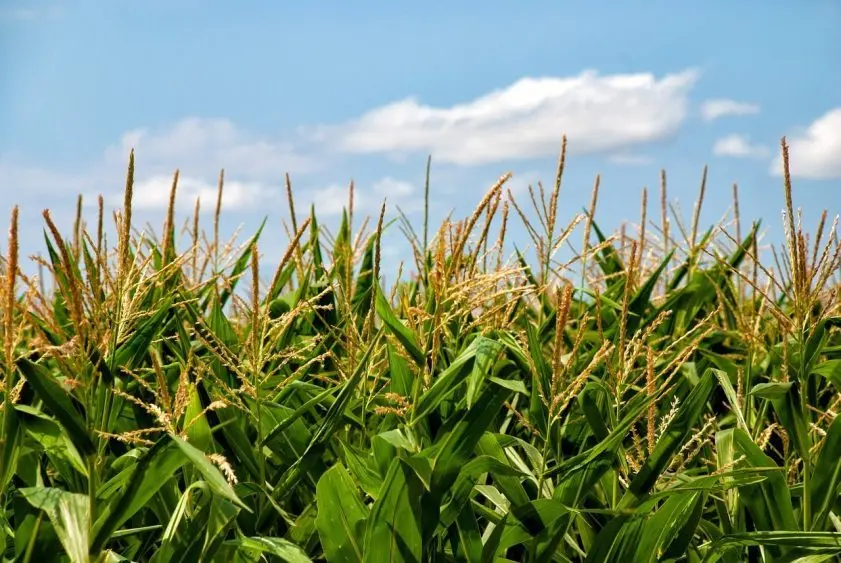 corn-65304_1280-841x563699670-1