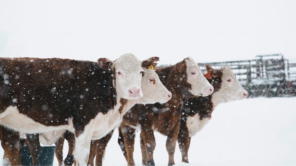 USDA Offers Disaster Assistance to Agricultural Producers in North Dakota Impacted by Winter Storms