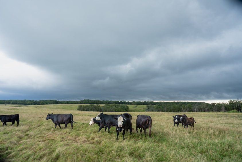 Smart Management Leads to Stronger Parasite Control