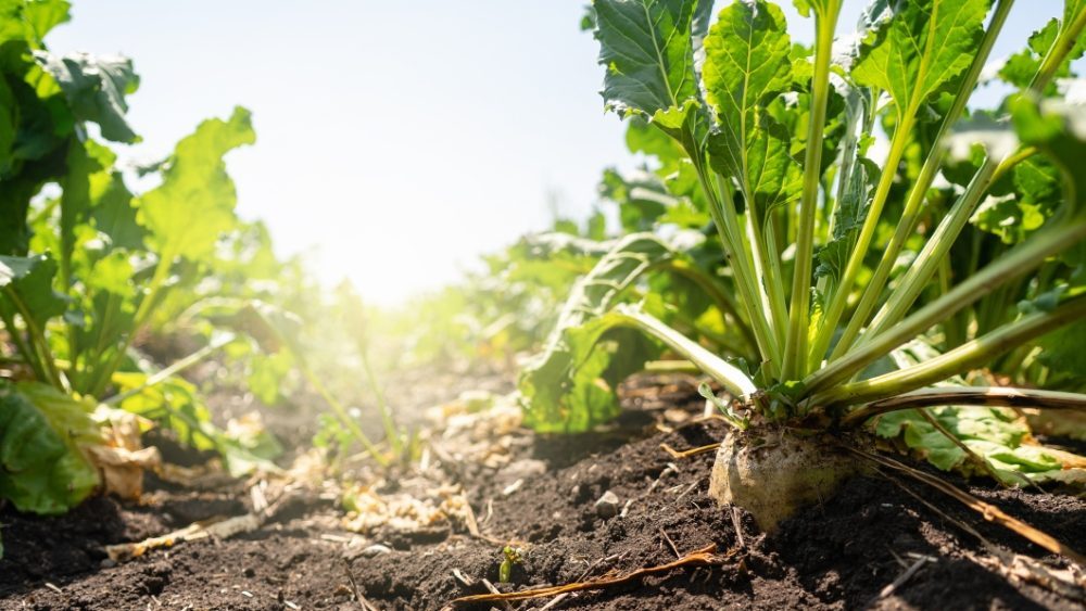 Don’t Offshore American Food Production