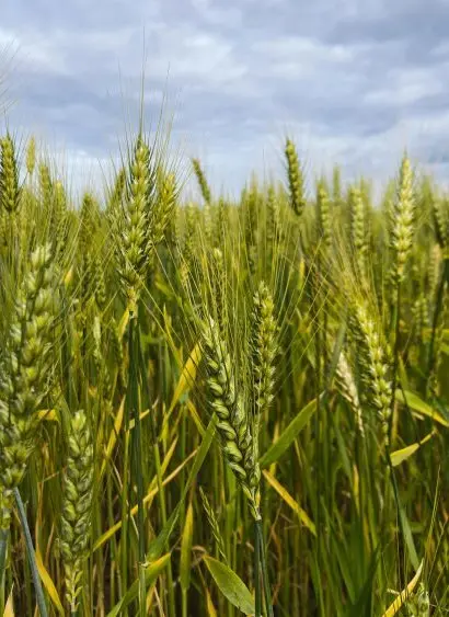 pexels-rainy-mars-33171843-410x563107434-1