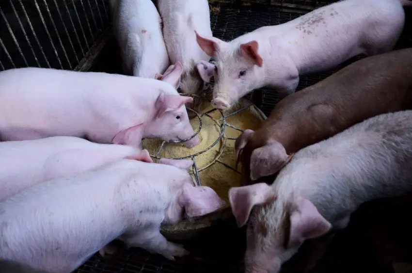 chx69-pig-2671631-850x56348934-1