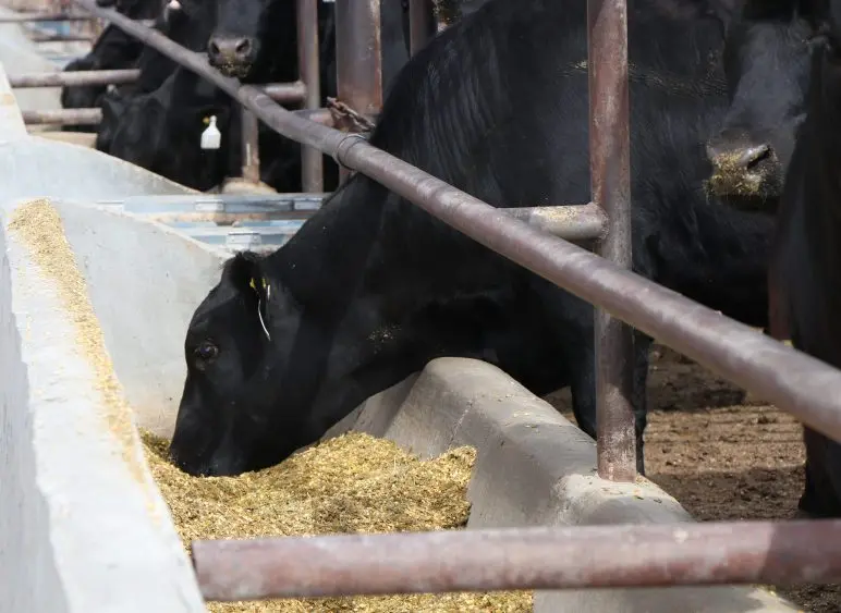 feedlot-5-15-24-cat2tle-772x563715357-1