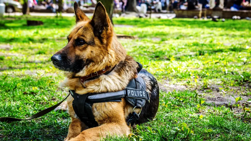 k-9