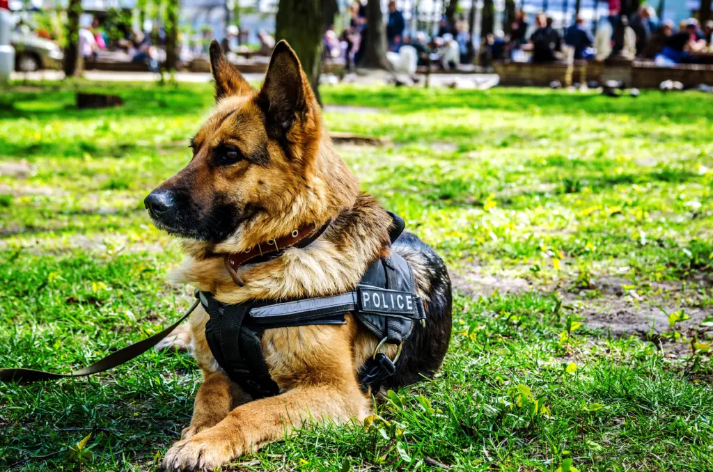 k-9