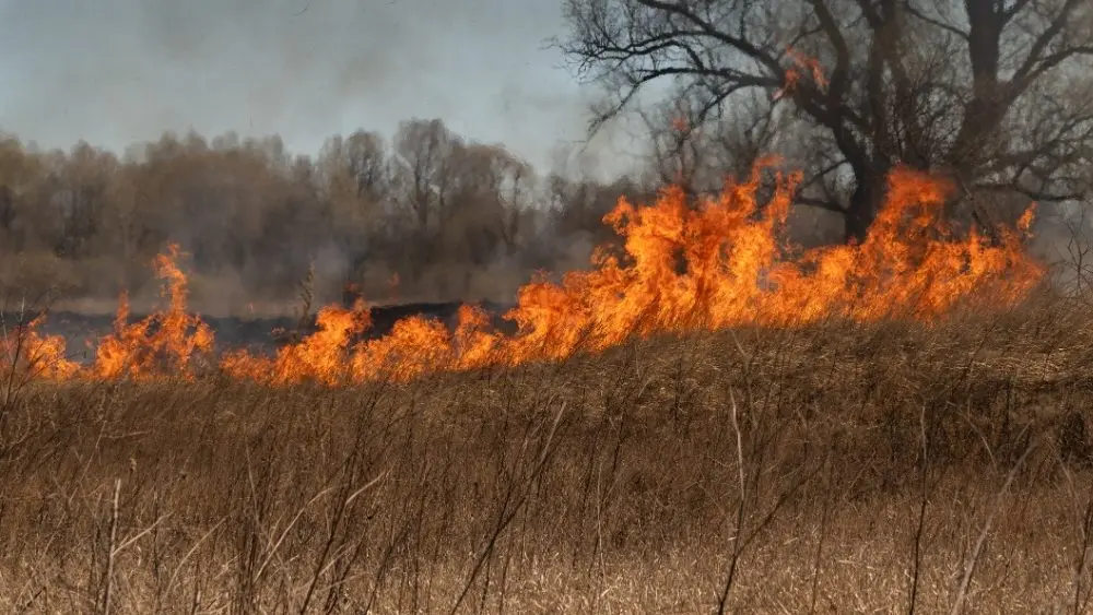 wildfire grass fire