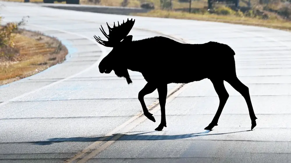 moose