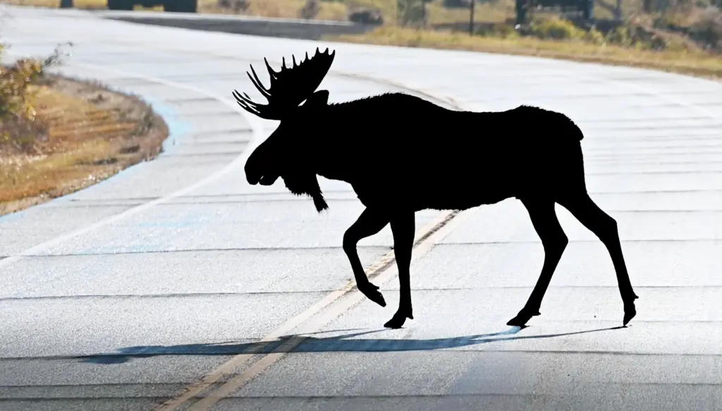 moose