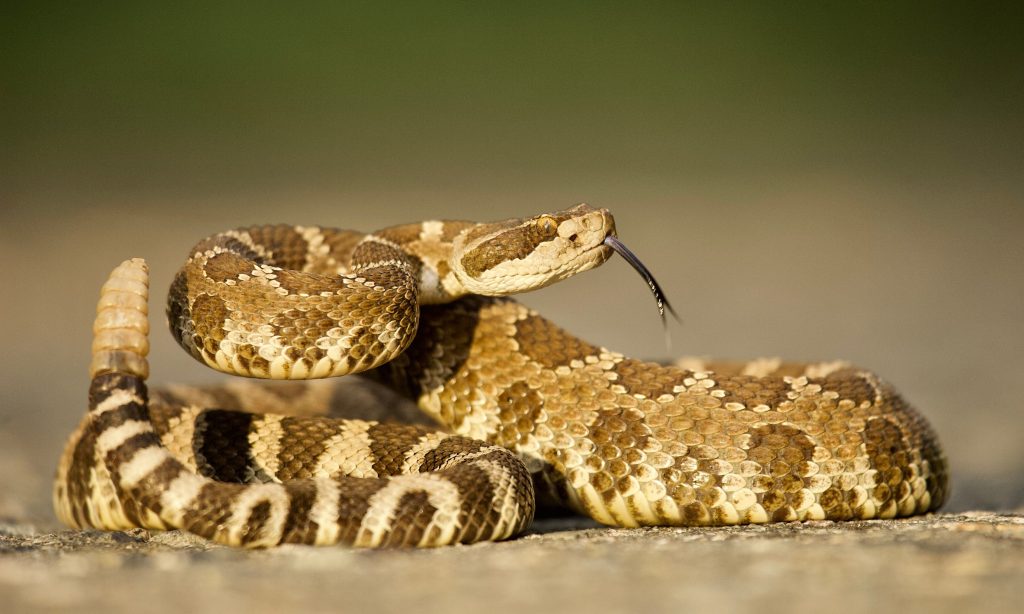 Rapid City Fire Department Reports 3 Recent Rattlesnake Bites