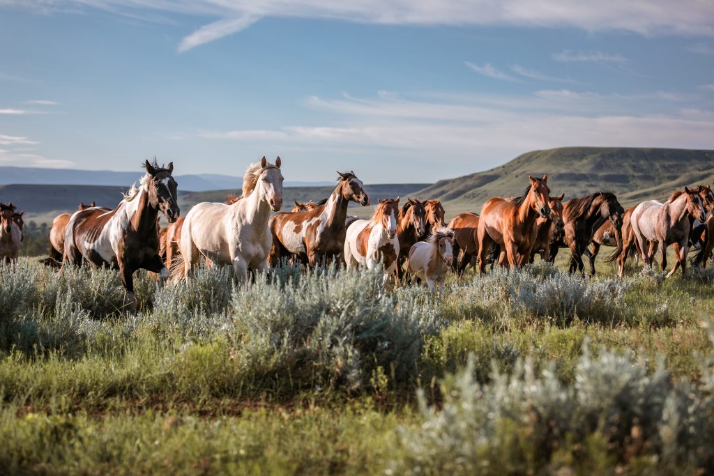 Senator Hoeven Introduces Senate Bill to Keep Wild Horses at Theodore Roosevelt National Park