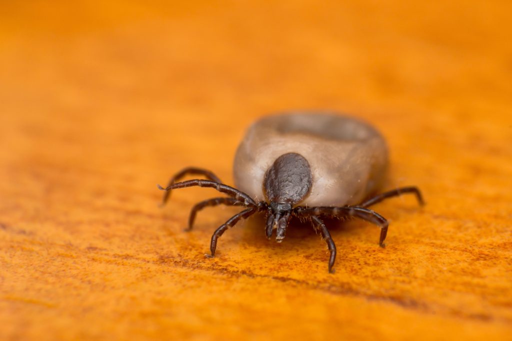 South Dakota Ticks Linked To Development Of Meat Allergy
