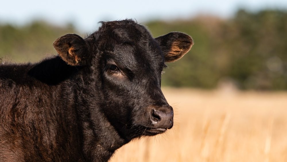 A Look at Monday’s Midday Livestock Trade (AUDIO)