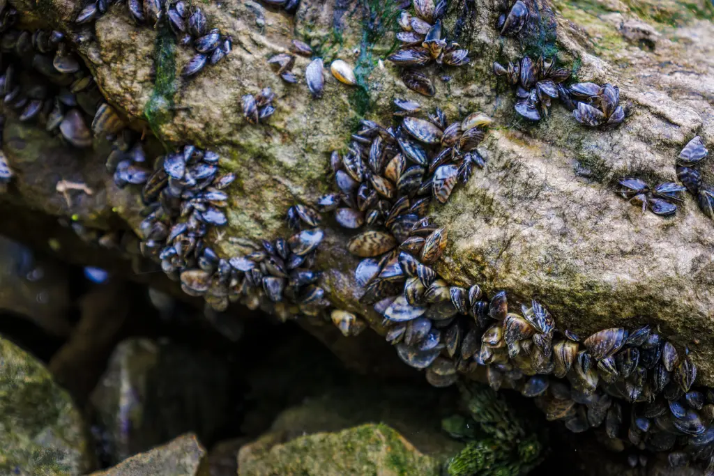 Zebra Mussels