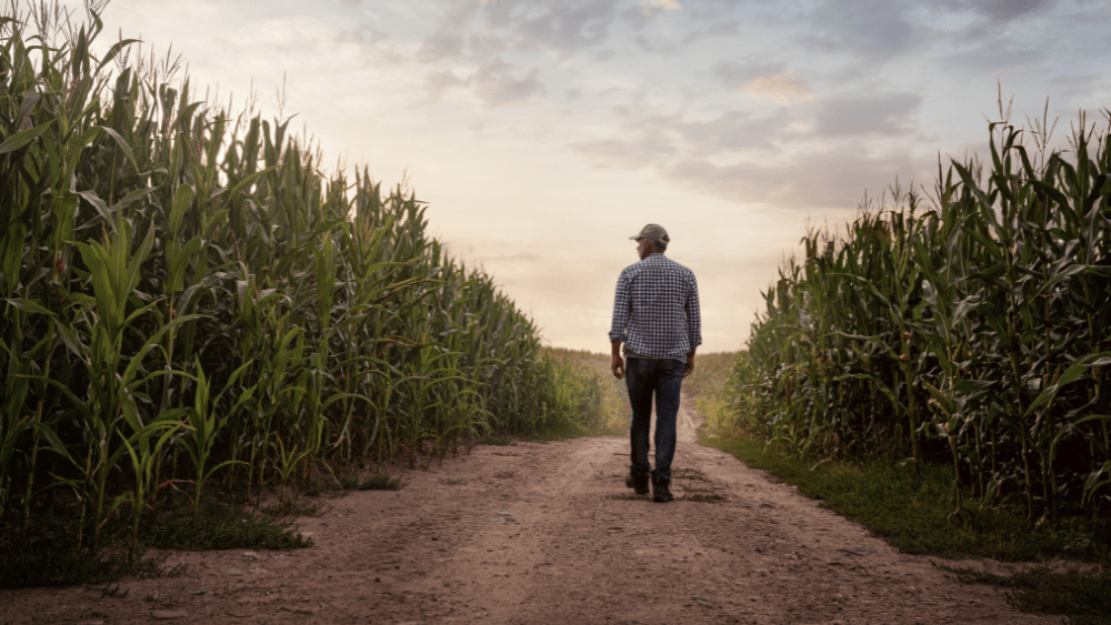 Traders Brace for August WASDE as Yield Debate Heats Up
