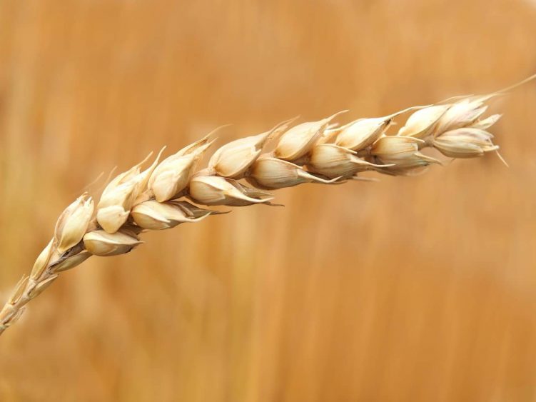 Wheat Surging Again, Interest Rate Hikes Possible?
