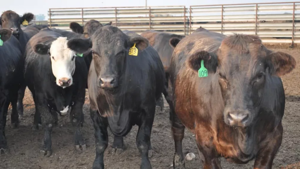 cattle-4